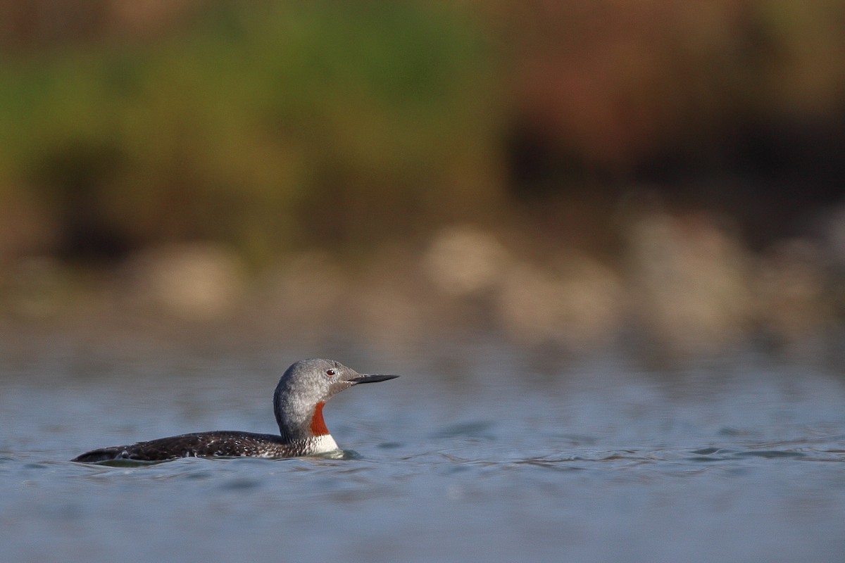 Red-throated Loon - ML116933411
