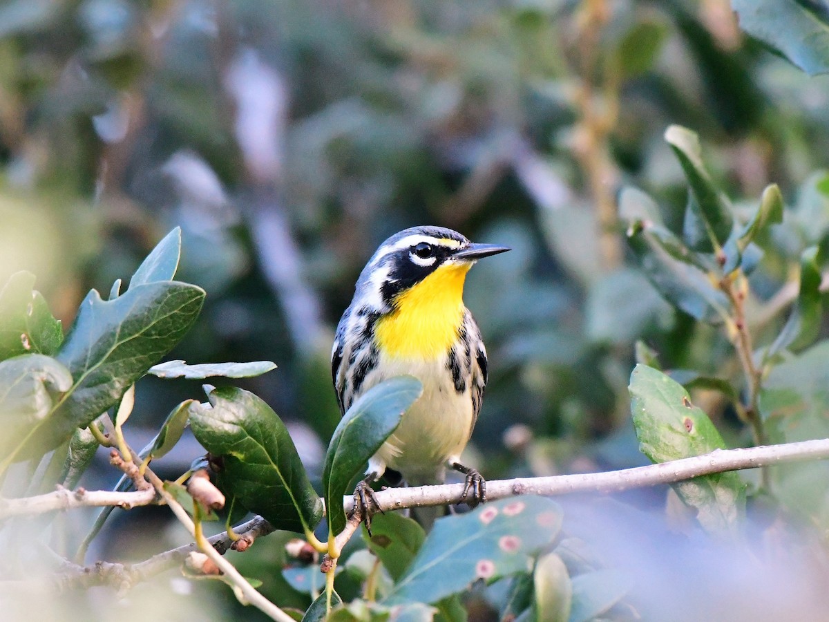 Yellow-throated Warbler - Marcus Kelly