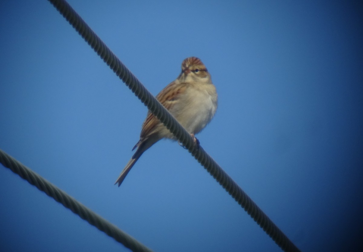 Chipping Sparrow - ML116937971