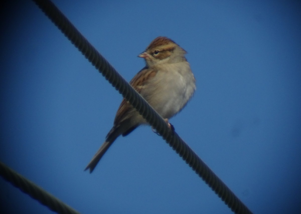 Chipping Sparrow - Paolo Matteucci