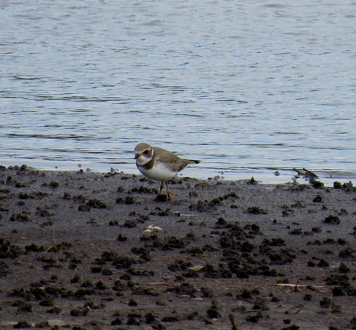Semipalmated Plover - Scott Sneed