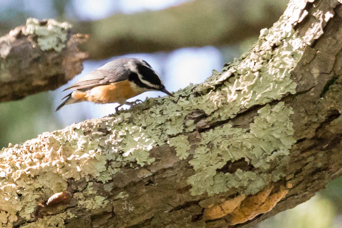 Red-breasted Nuthatch - David Mozzoni