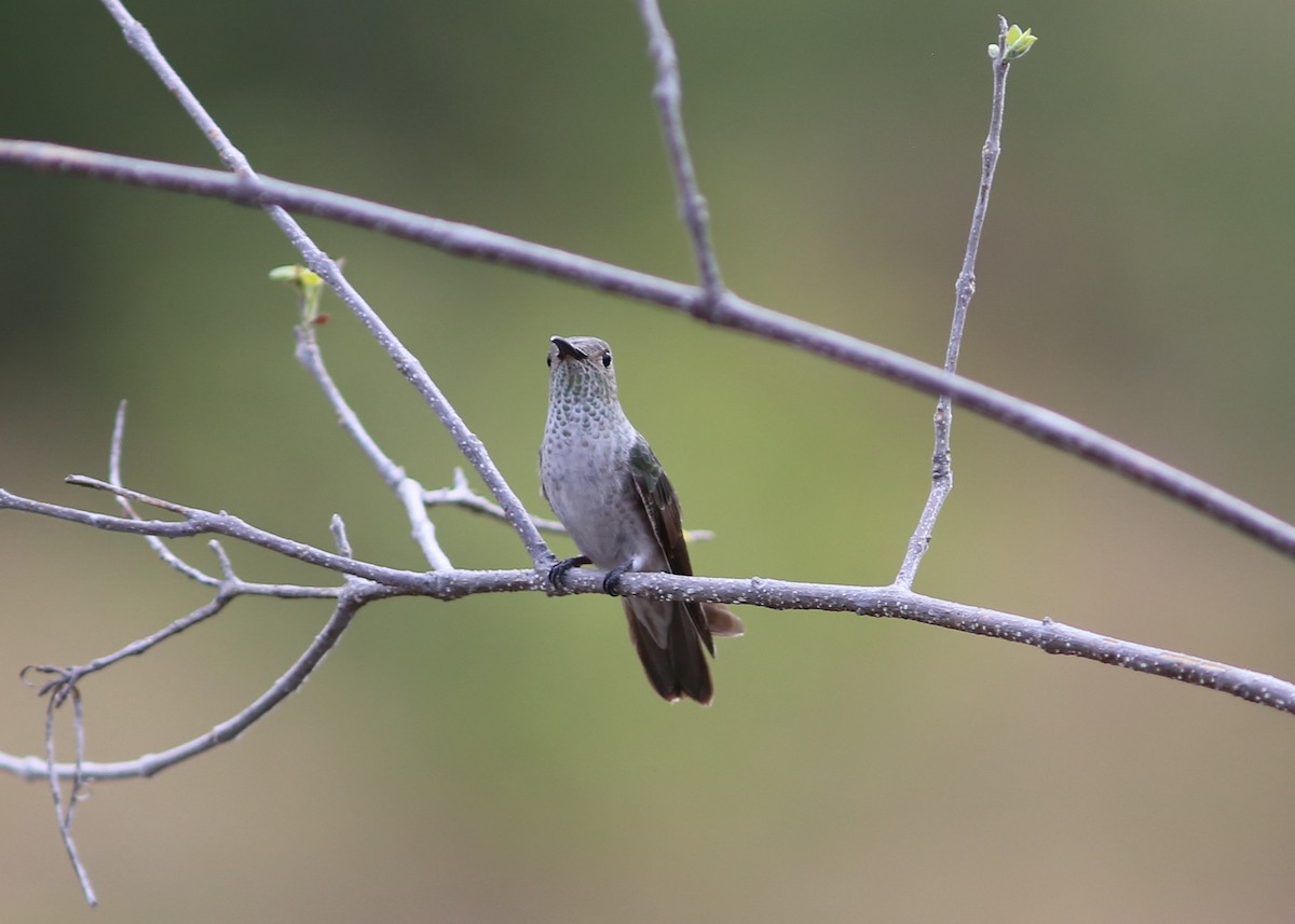 Spot-throated Hummingbird - Rohan van Twest