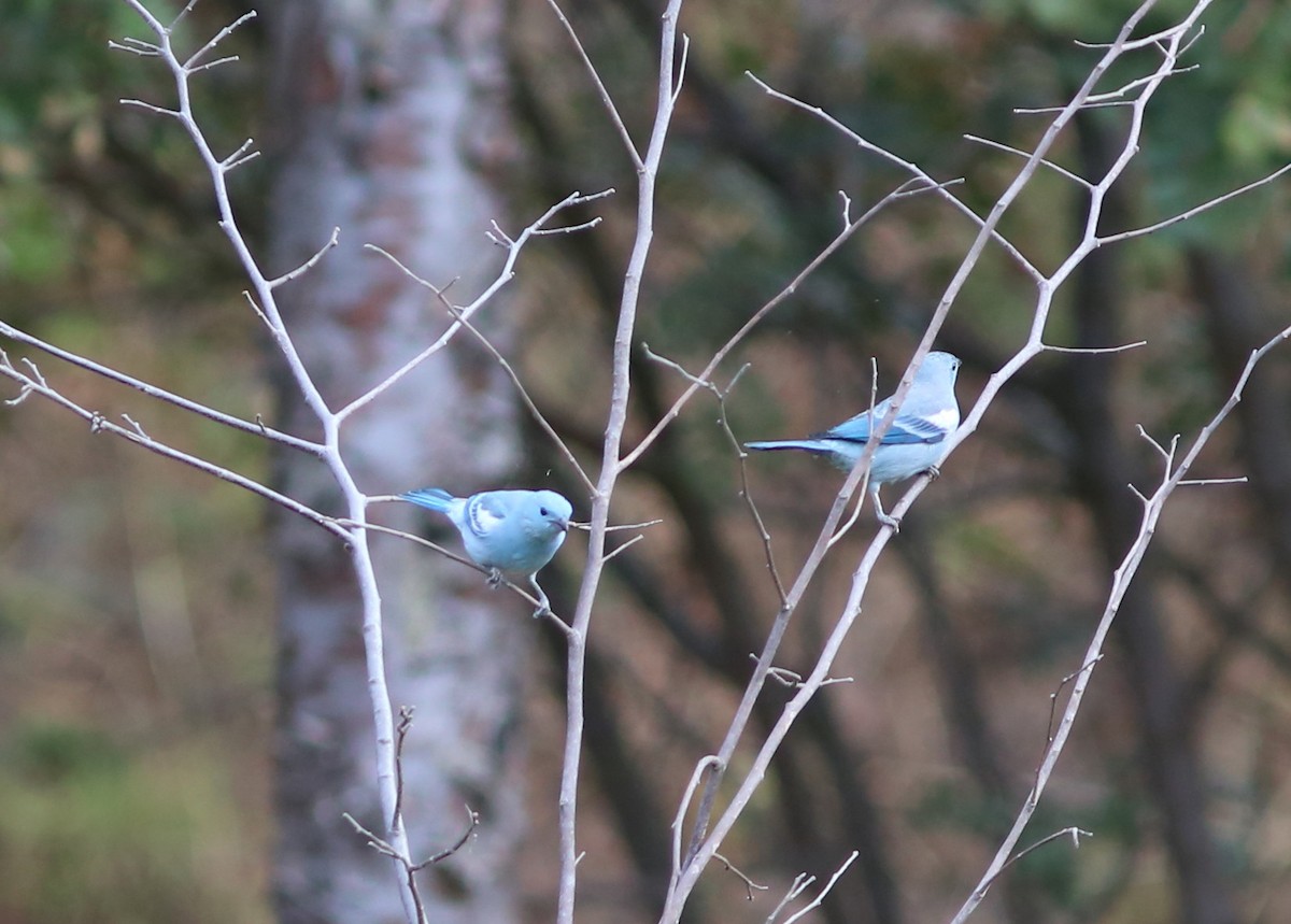 Blue-gray Tanager - ML116952001