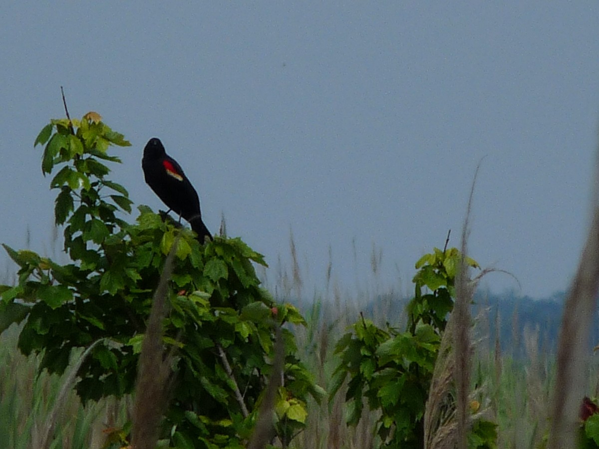 Red-winged Blackbird - ML116953101
