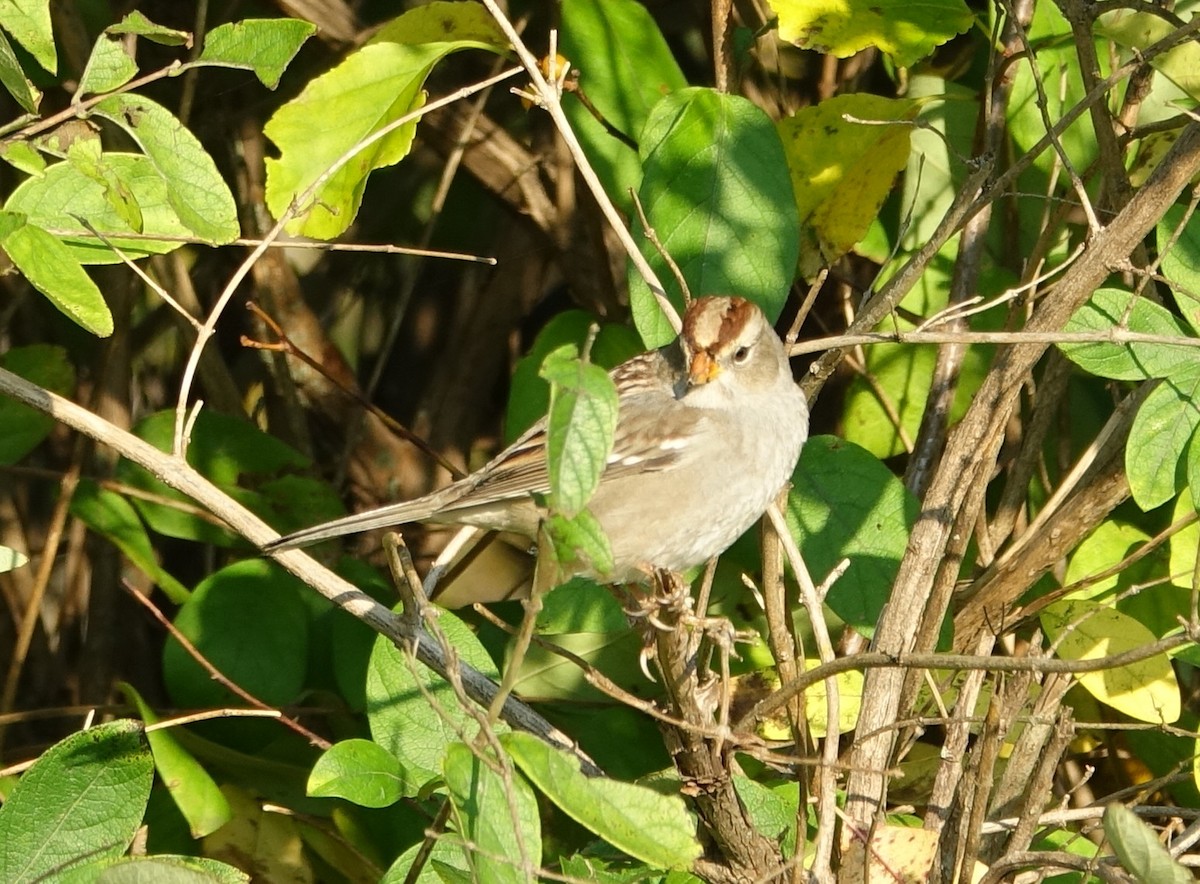 White-crowned Sparrow - Robert Dixon