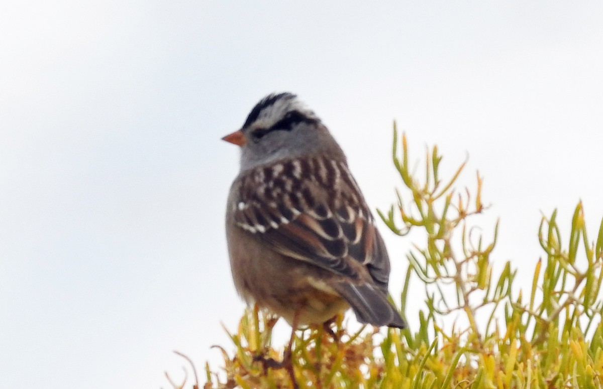 White-crowned Sparrow - Jim Scott