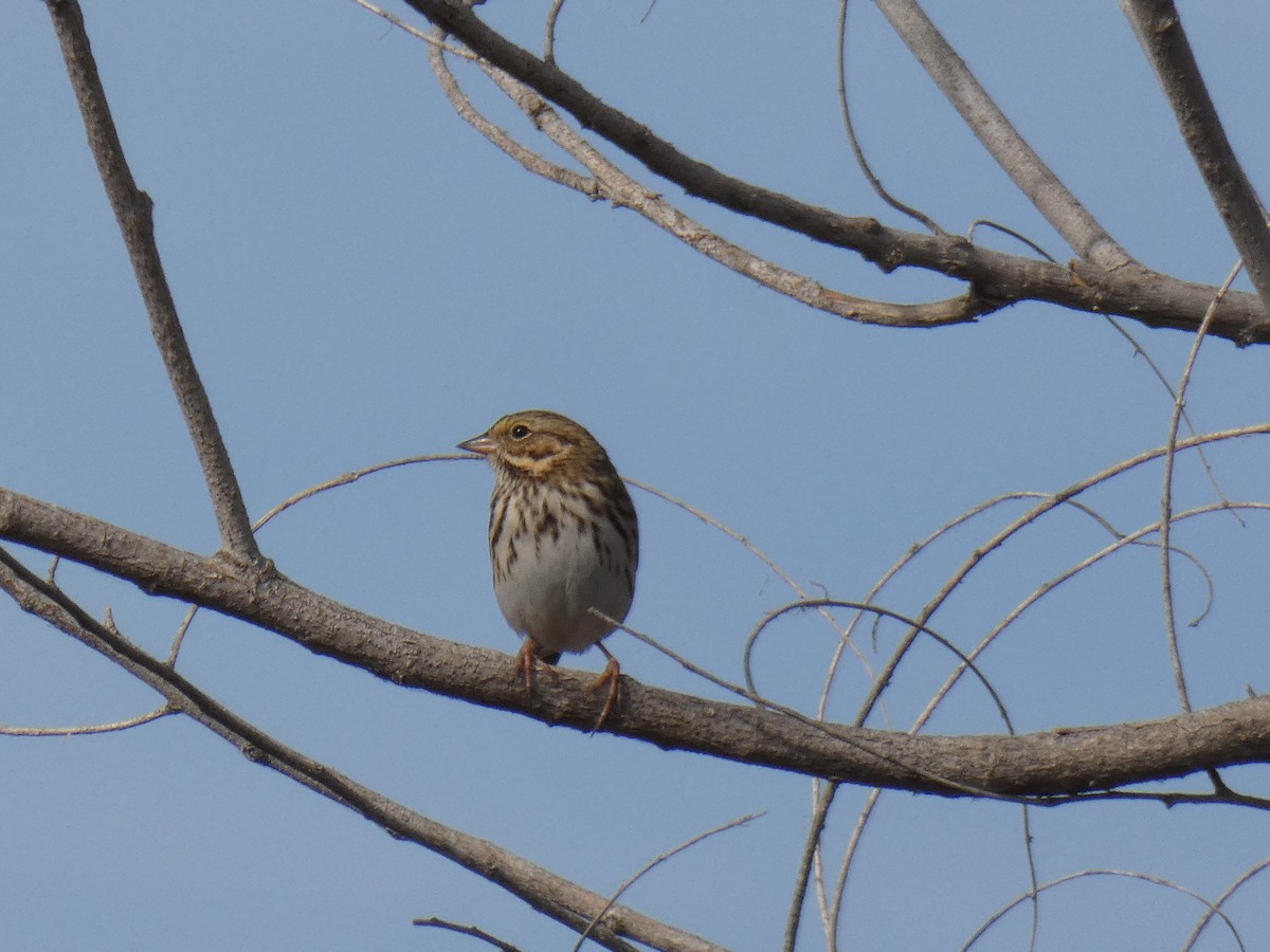 Savannah Sparrow - ML116962291