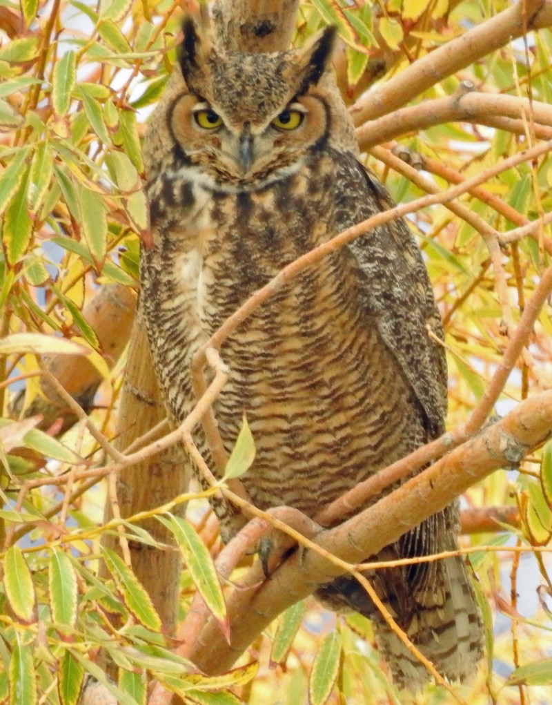 Great Horned Owl - Jim Scott