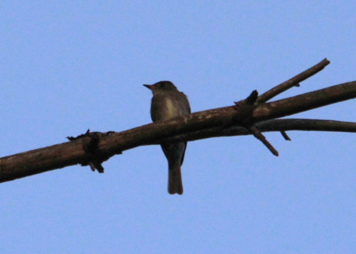 Olive-sided Flycatcher - Susie H