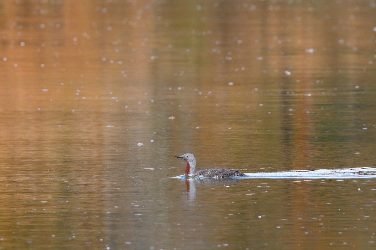 Red-throated Loon - ML116965731