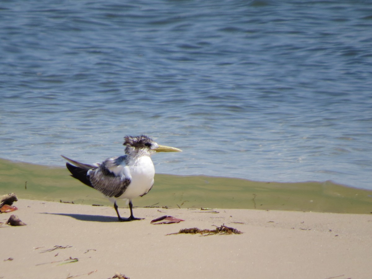 Great Crested Tern - ML116969011