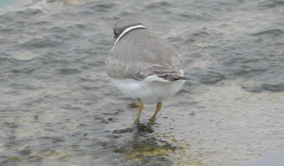 Semipalmated Plover - ML116973521
