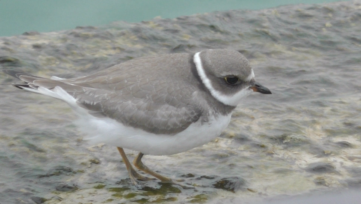 Semipalmated Plover - ML116973551