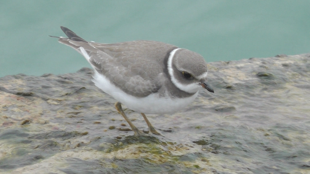 Semipalmated Plover - ML116973561