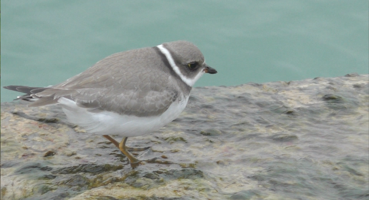 Semipalmated Plover - ML116973581