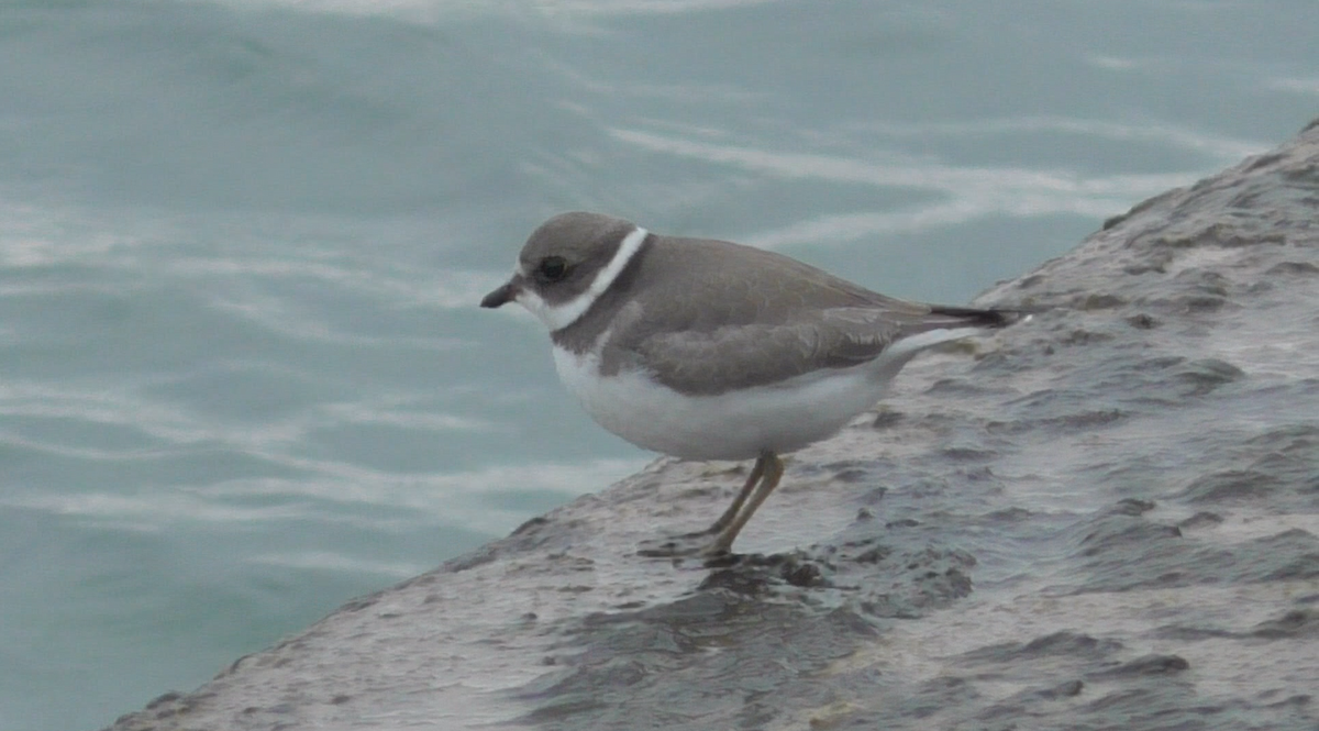 Semipalmated Plover - ML116973591