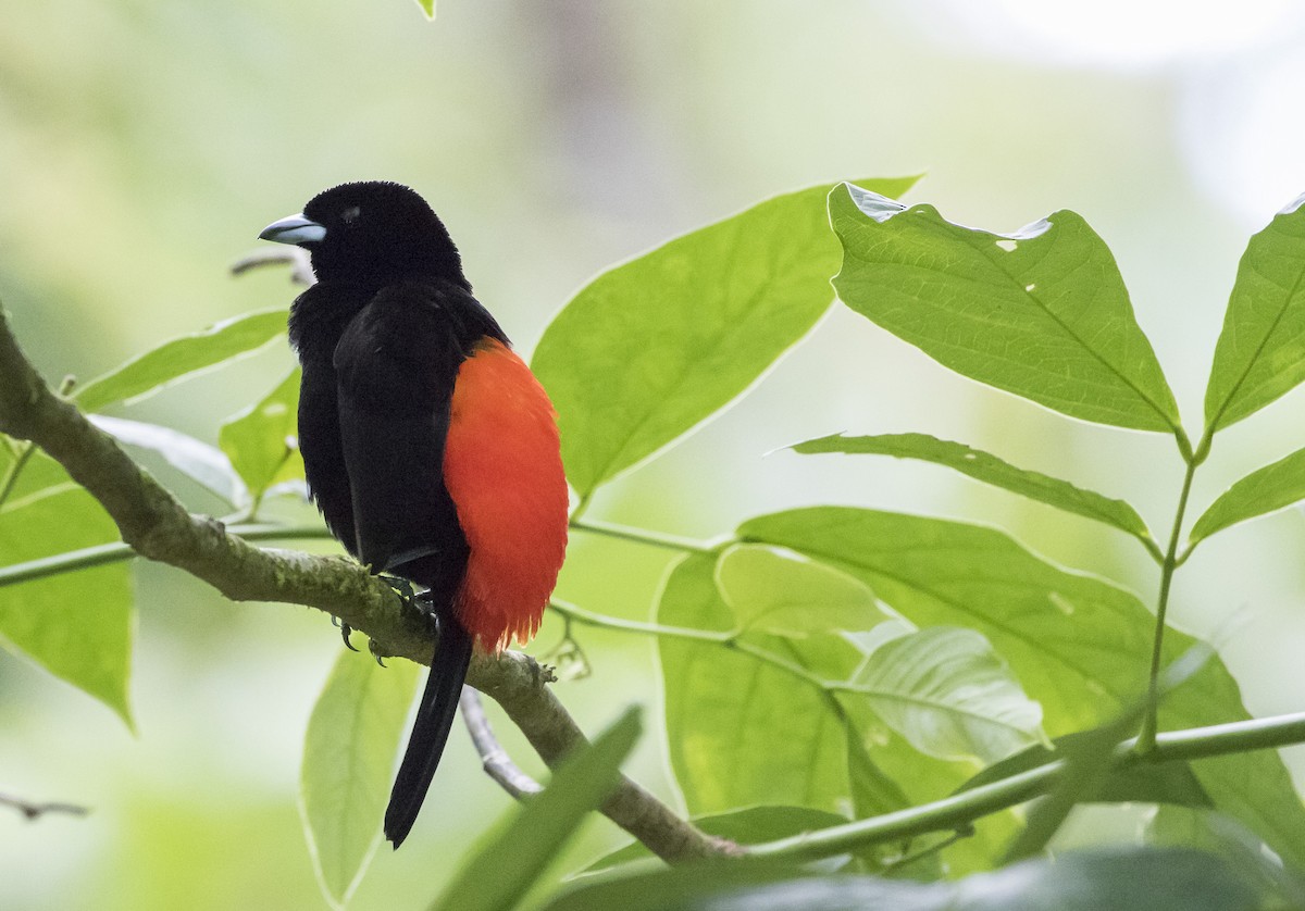 Scarlet-rumped Tanager (Passerini's) - ML116975371