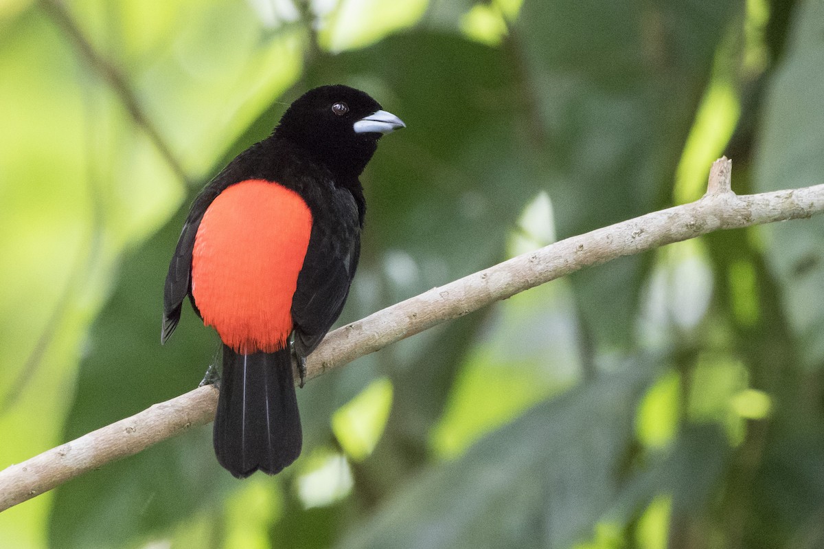 Scarlet-rumped Tanager (Passerini's) - ML116975381
