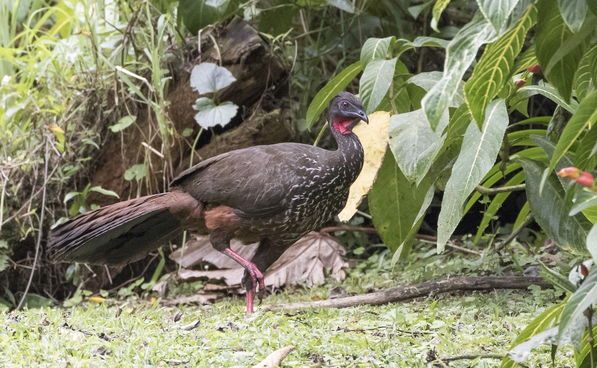 Crested Guan - ML116975451