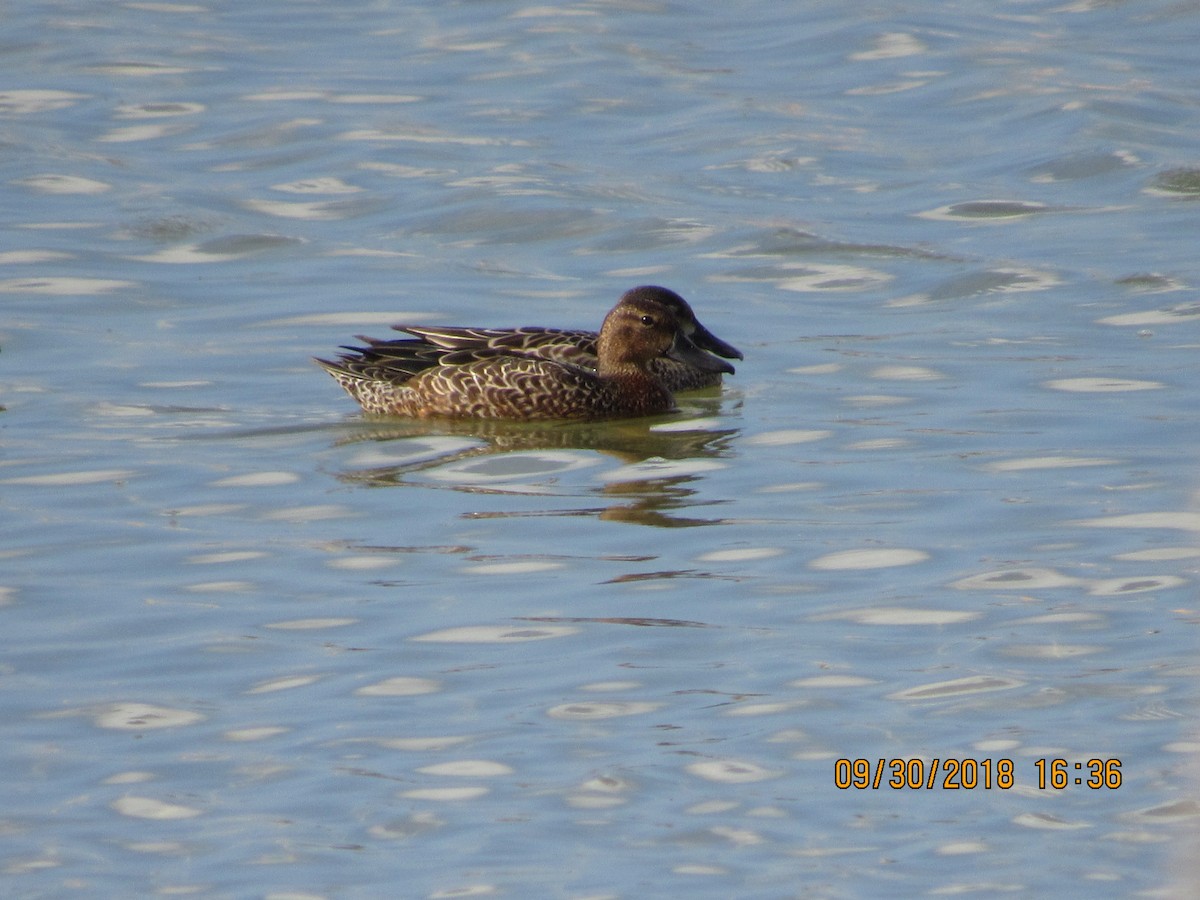 Blue-winged Teal - ML116976131