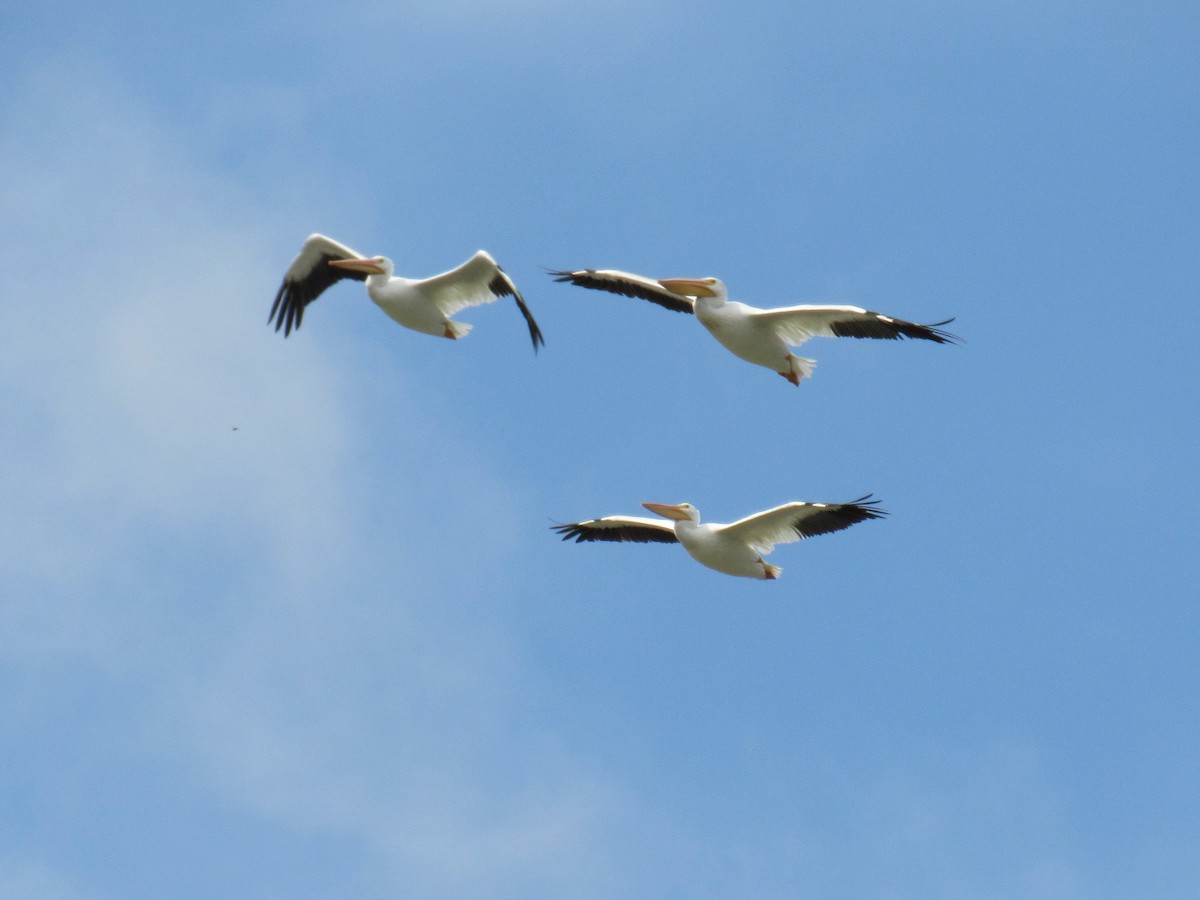 American White Pelican - Rob Sennhauser