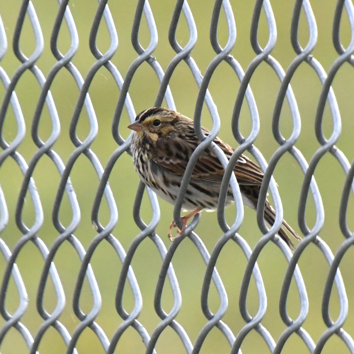 Savannah Sparrow - Linn H