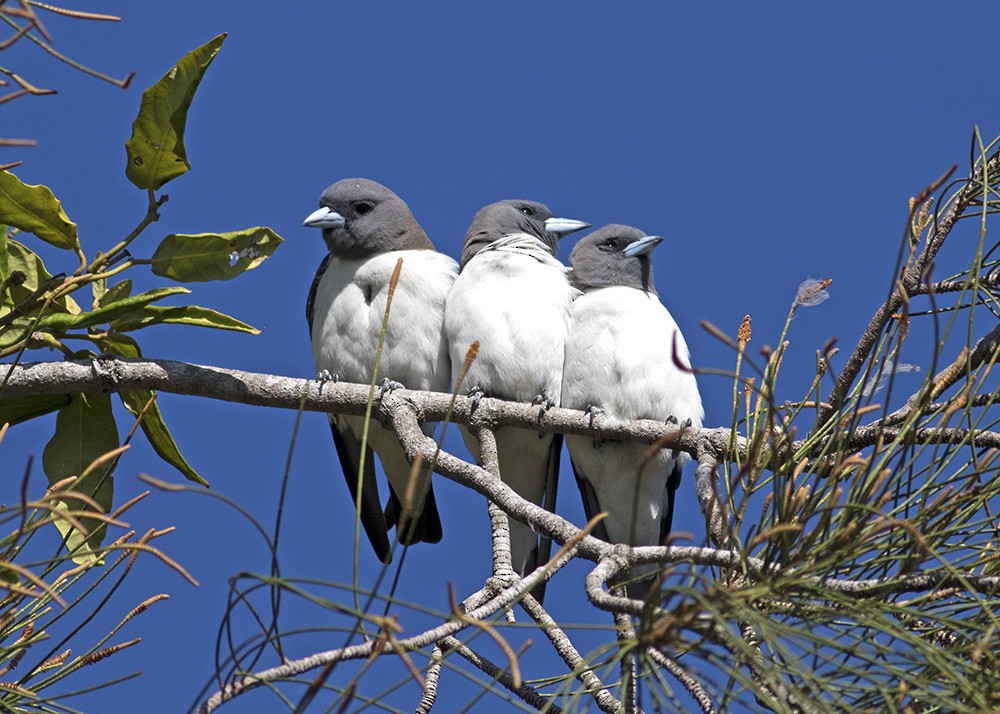 White-breasted Woodswallow - ML116983251