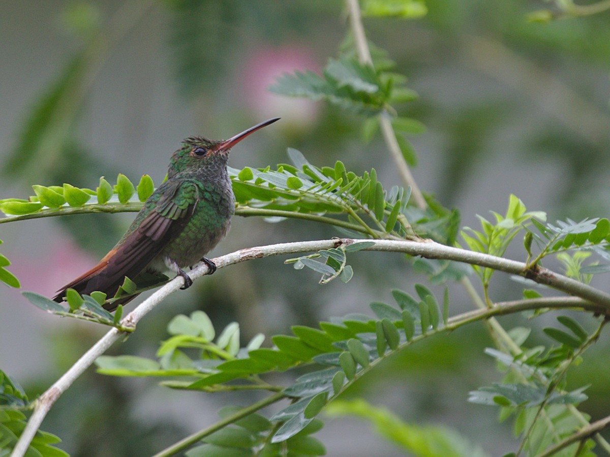 Rufous-tailed Hummingbird - ML116984801