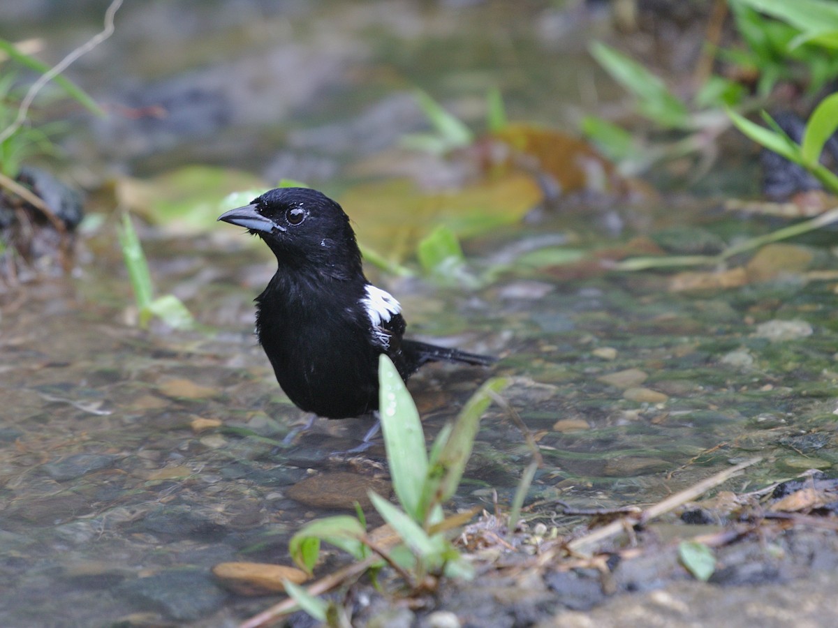 White-shouldered Tanager - ML116985011