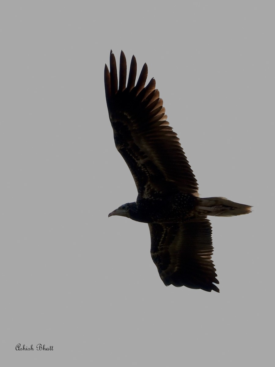 Egyptian Vulture - Ashish Bhatt