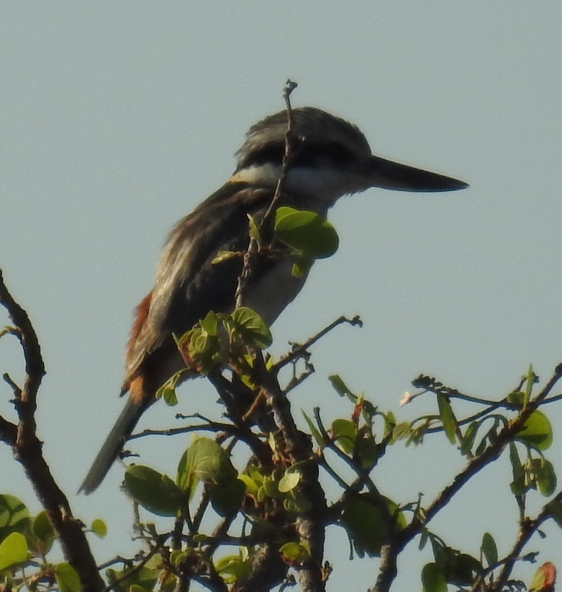 Red-backed Kingfisher - ML116989151