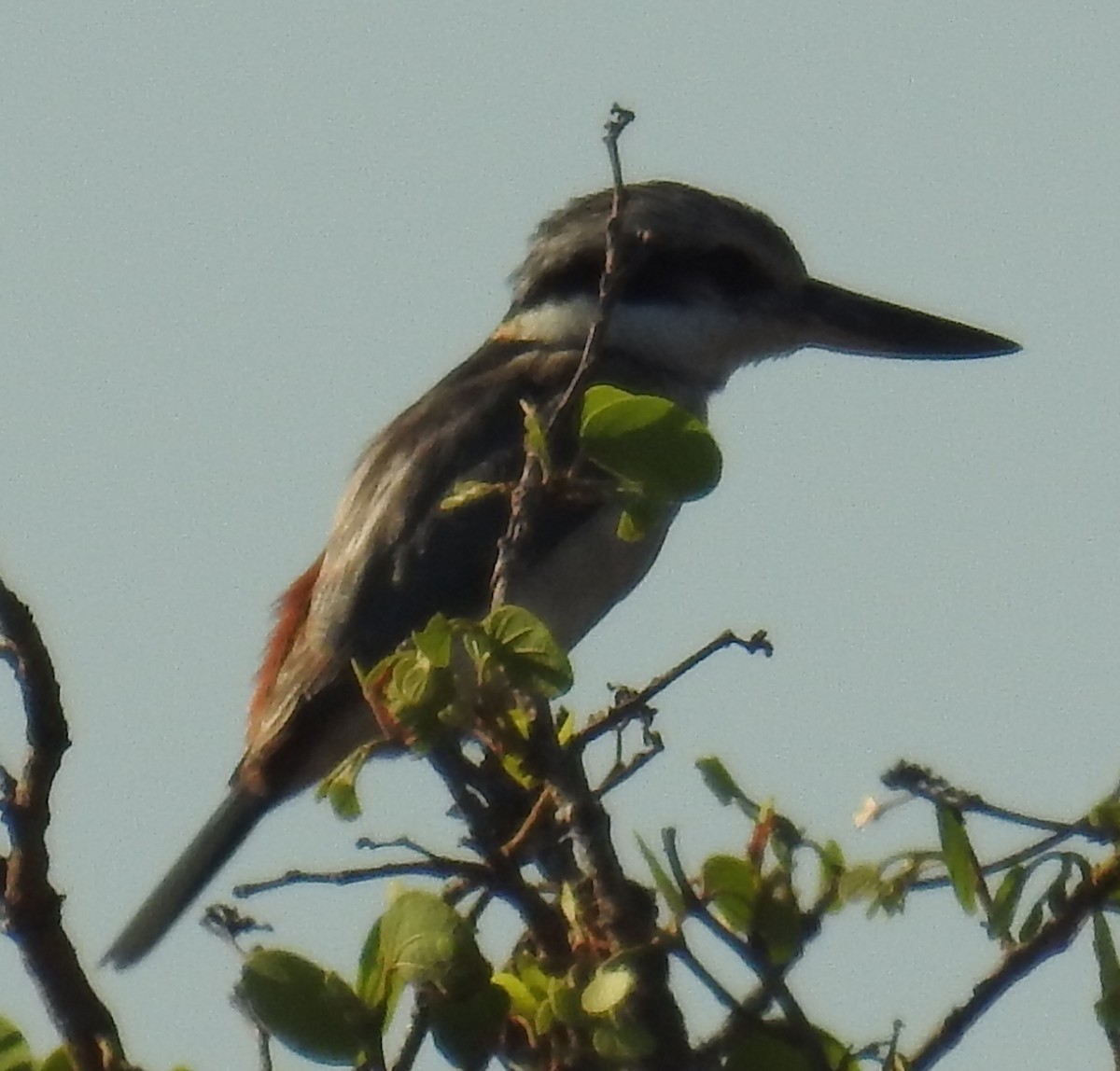 Red-backed Kingfisher - ML116989161