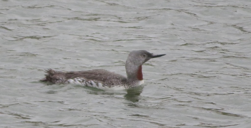 Red-throated Loon - ML116994271