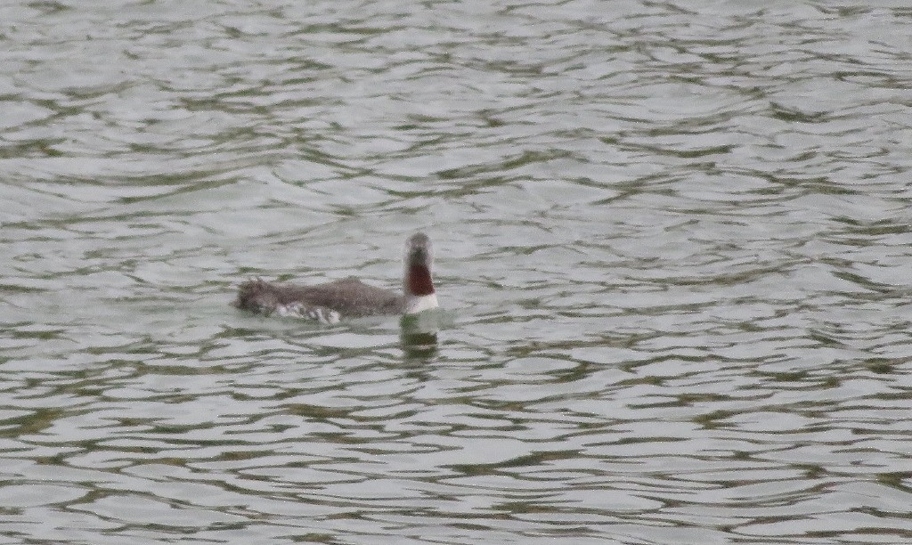 Red-throated Loon - ML116994281