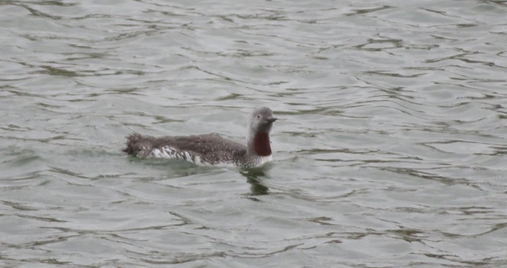 Red-throated Loon - ML116994301