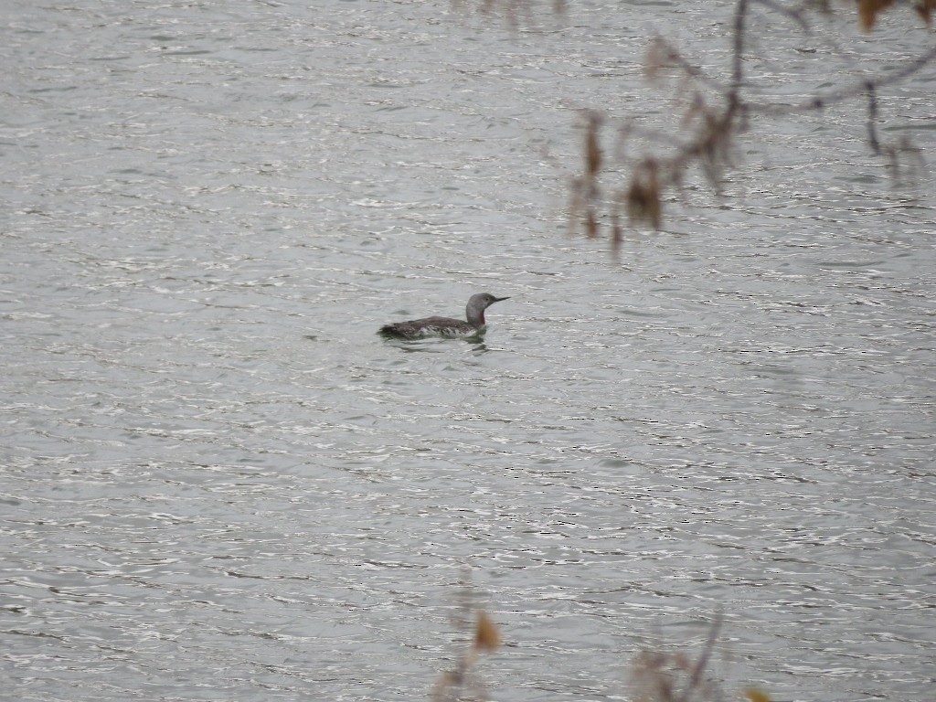 Red-throated Loon - ML116994311