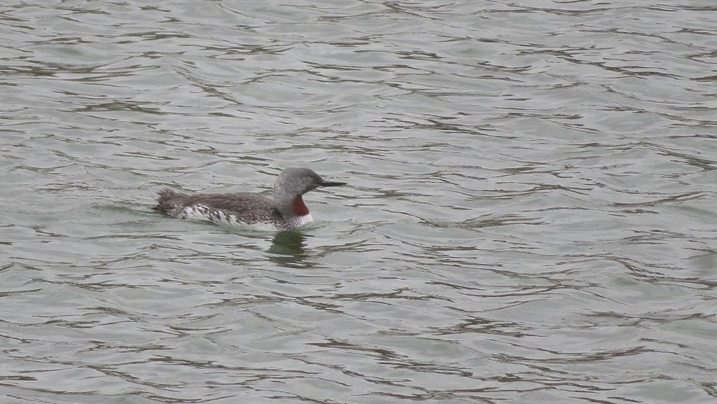 Red-throated Loon - ML116994321