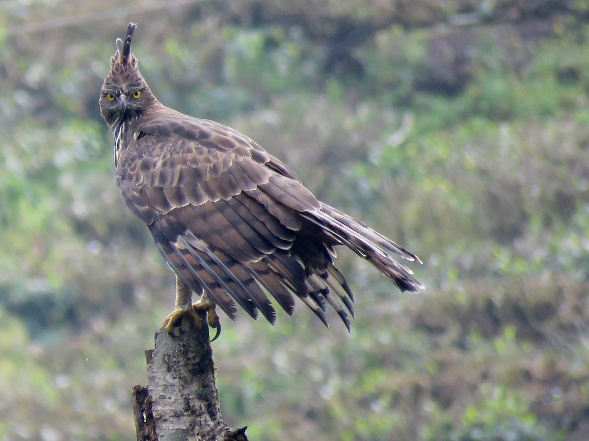Changeable Hawk-Eagle (Crested) - ML116994431