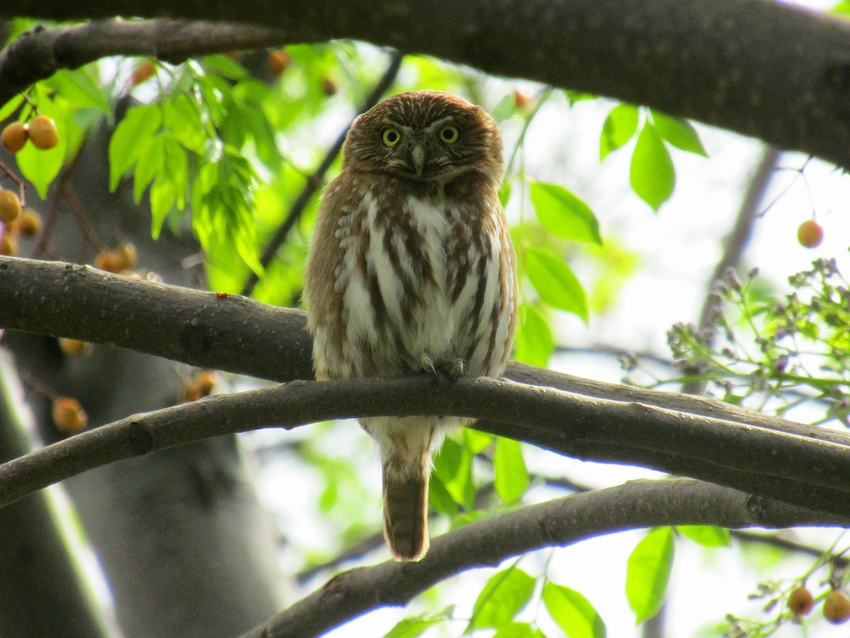 Ferruginous Pygmy-Owl - Ezequiel Vera