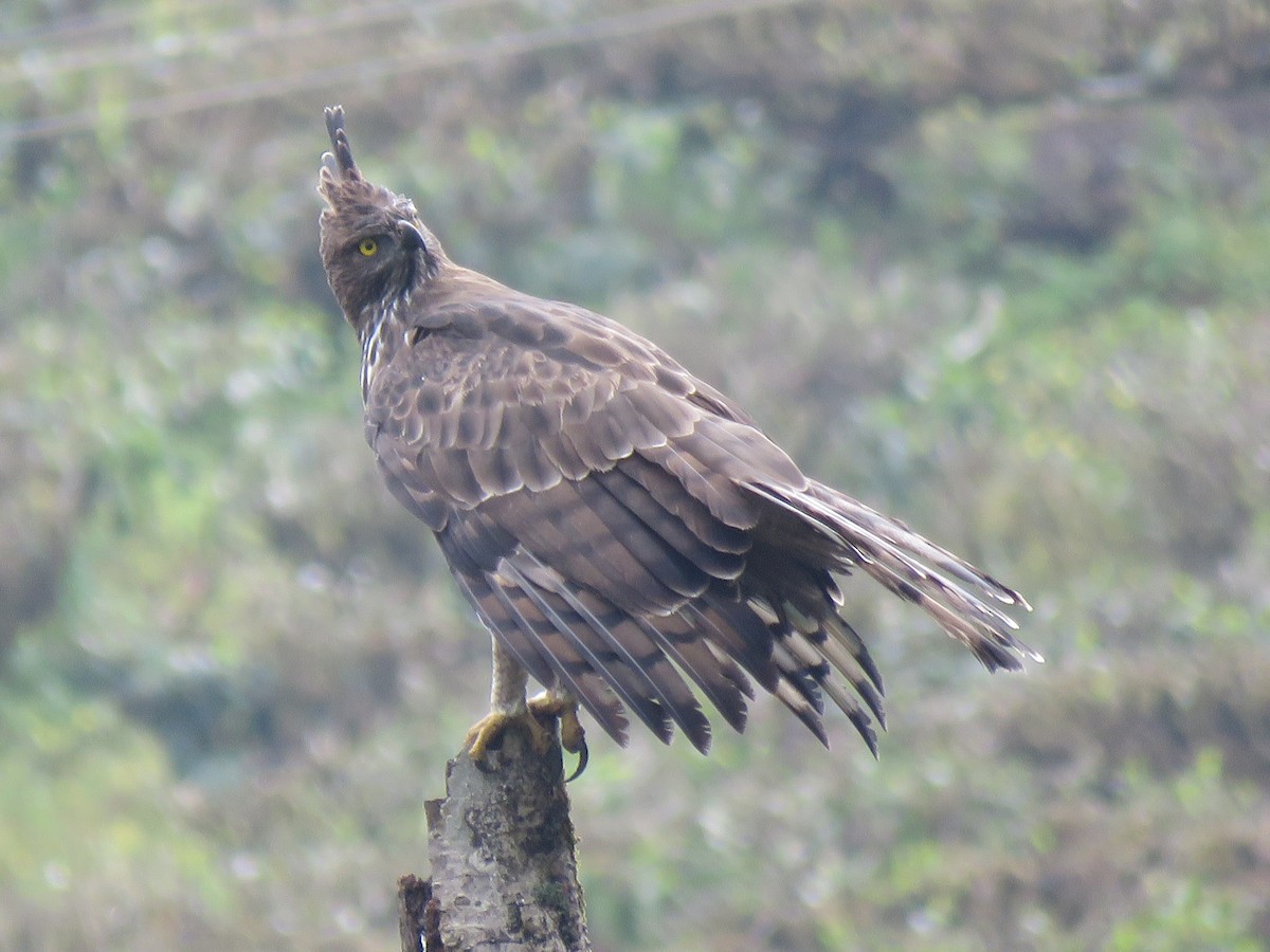Changeable Hawk-Eagle (Crested) - ML116995521