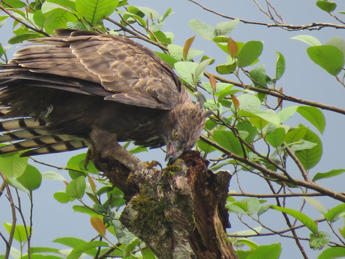 Changeable Hawk-Eagle (Crested) - ML116995551