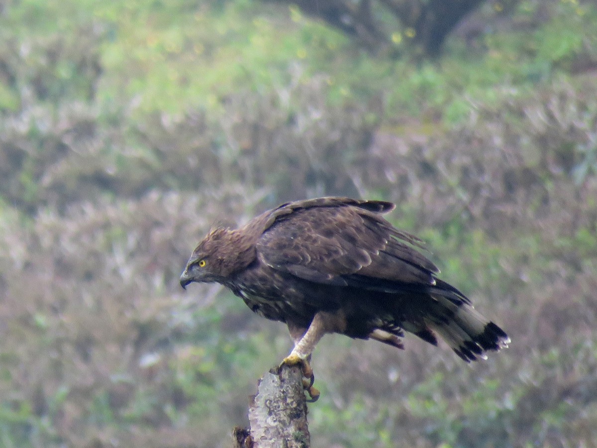 Changeable Hawk-Eagle (Crested) - ML116995631