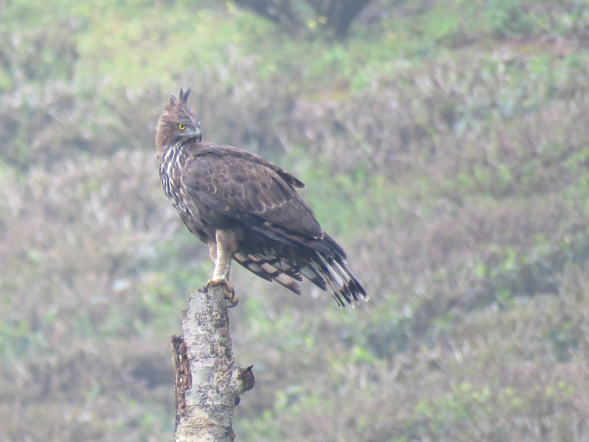 Changeable Hawk-Eagle (Crested) - ML116995661