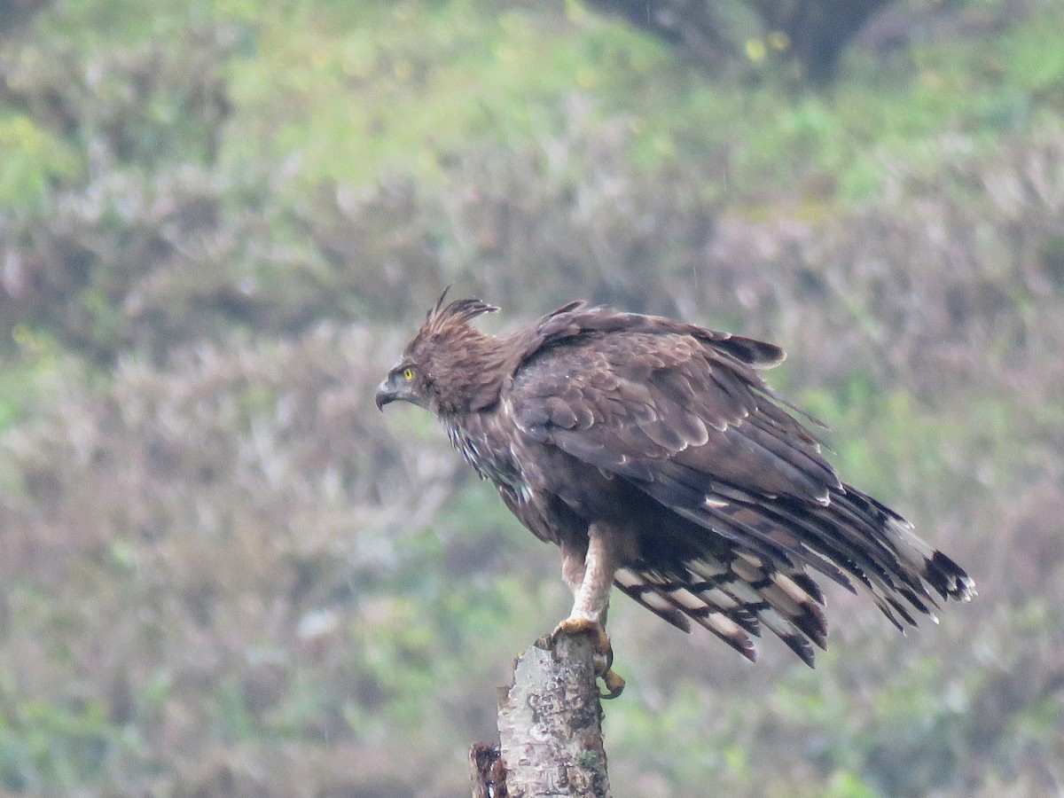 Changeable Hawk-Eagle (Crested) - ML116995671