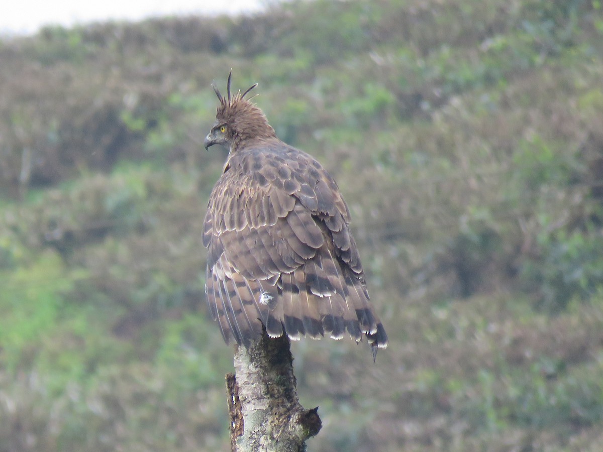 Changeable Hawk-Eagle (Crested) - ML116995681