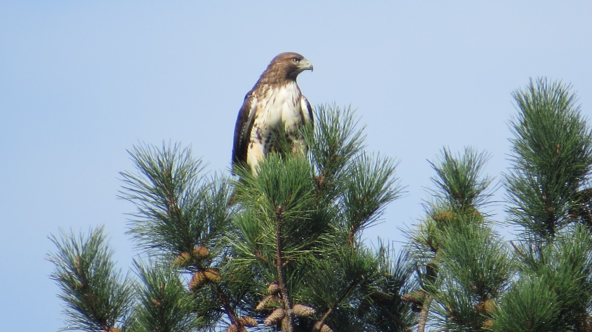 Red-tailed Hawk - ML117000001