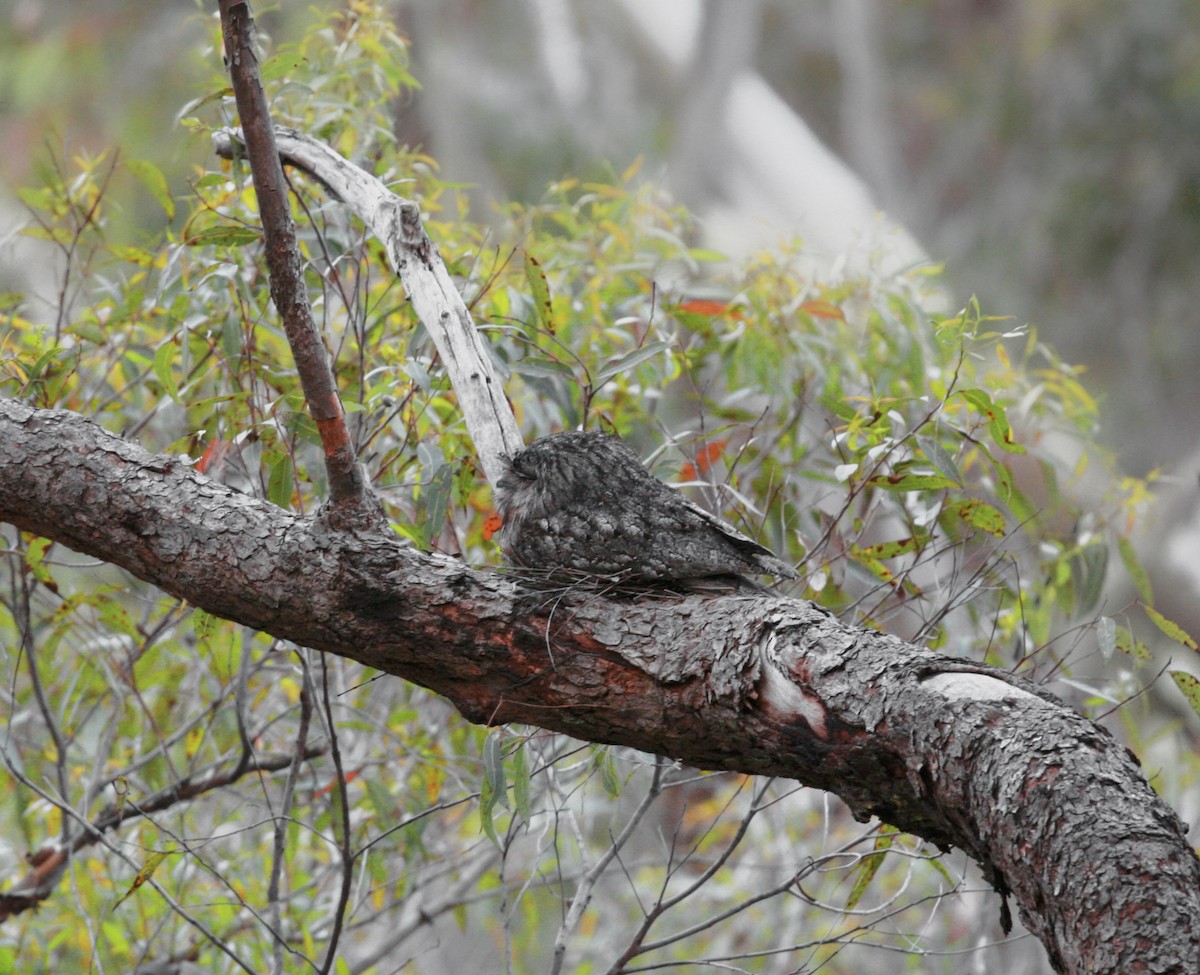 Tawny Frogmouth - Anonymous
