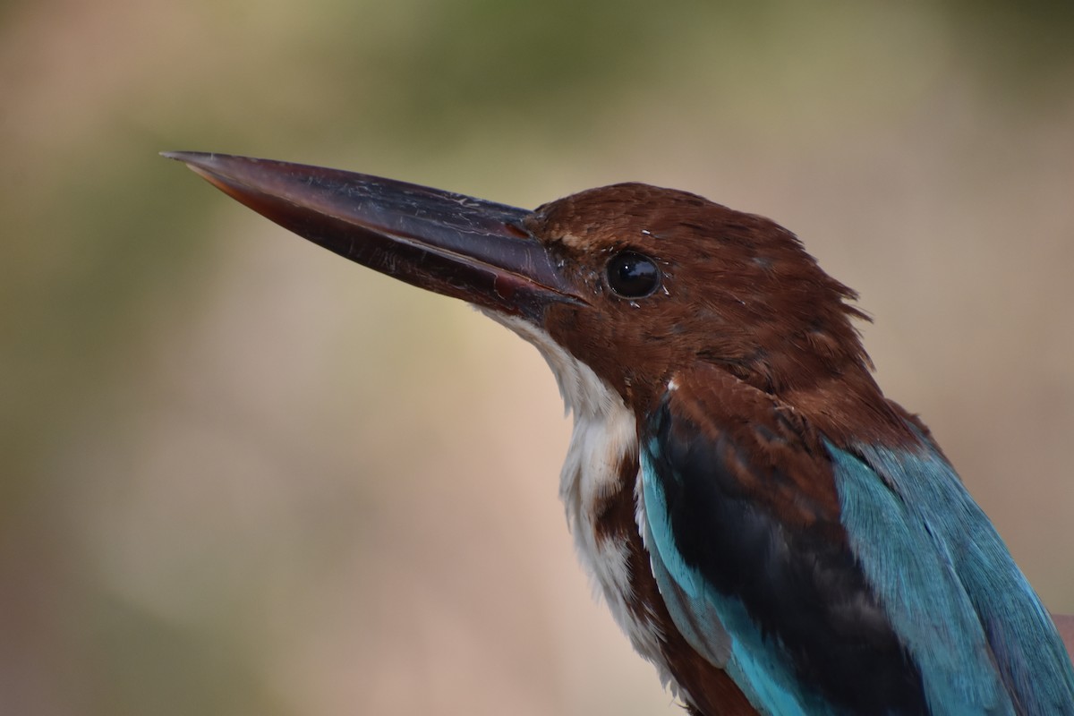 White-throated Kingfisher - Ky Clare
