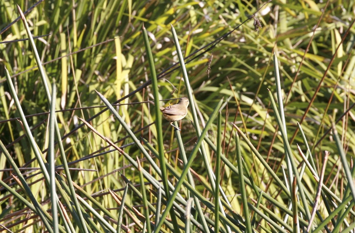 Australian Reed Warbler - ML117001321